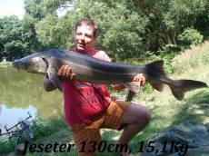 jester 130 cm - 15,1 kg