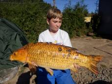 Koi kapr 79,5cm 11kg